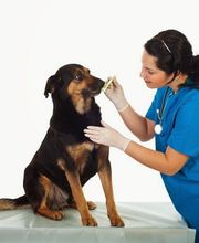 Sangaree Animal Hospital at Cane Bay image 1