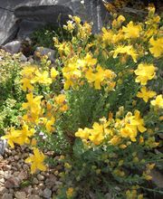 Staudengärtnerei David Müller Bild 46