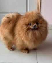 Élevage familial de la Pomaille image 9