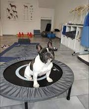 anima activa Hundephysiotherapie Bild 6