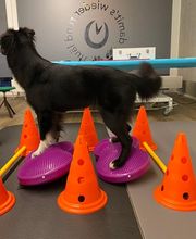 Tierphysio-Praxis Oberland GmbH Bild 4