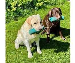 Die Schule der Labradorfreunde Bild 2