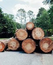 Top Tier Trees image 11