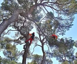 Protec-Arbres image 6