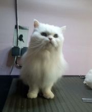 À la Maison du Toilettage image 9