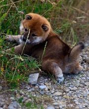 SHIBA INU Elevage  - Go You Djenima since 2007 image 8