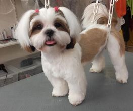 Lady Chiens image 17