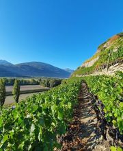 Cave de la Brunière Sàrl Bild 1