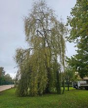 Bouche Nicolas image 4