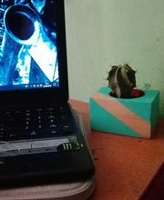 Floristería Manuela imagen 20