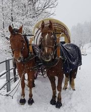 Schumi-trans GmbH Bild 1