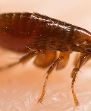 Désinsectetout image 5