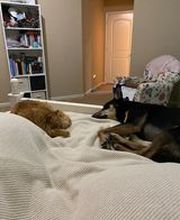 Parkwood Animal Hospital & Boarding image 14