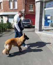 V'Educ-ton-chien image 16