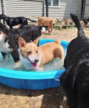 Williamsport West Veterinary Hospital image 9