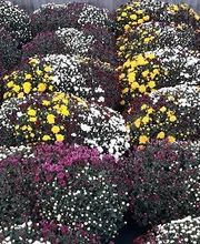 Chazalet Plants image 11