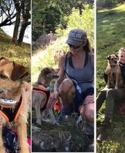 4-Pfoten Coaching Nicole Pirola Bild 2