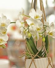 Jardinerie Fleuristerie Hämmerli SNC Bild 9