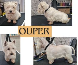 Douceur Canine image 13