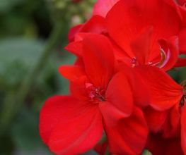 Blumen Eichenberger Oberrieden Bild 12