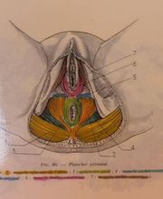 Albert Axelle image 2