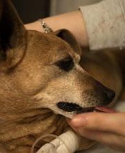 Ospedale Veterinario San Francesco immagine 13