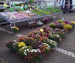 BJL Potager image 5