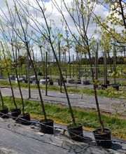 Kienzle Garten GmbH Bild 9