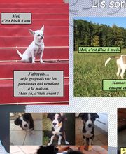 The Walking Dogs Center image 7
