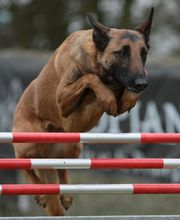 Clinique Vétérinaire du Docteur Clément image 2