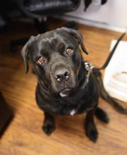 Levittown Animal Hospital image 17