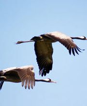 Acorus-Treuhand AG Bild 3