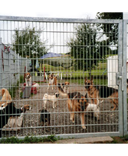 Gabriele Voit Tierpension Bild 1