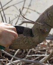 Baumpflege - S. Kaufhold Bild 3