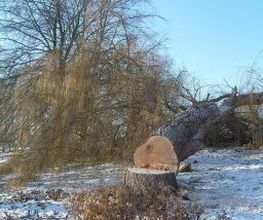 Pike Baumpflege Bild 1