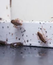 Fleetwood Pest Control image 18