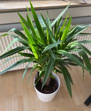 Praxis für Craniosacrale Therapie Junge Bild 5