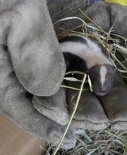 Critter Control of Central Missouri image 10