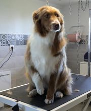 O Poil Touffu image 3