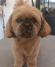 Toiletteur Zencani'cat image 14