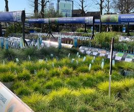 Intratuin Weert Buitenplanten