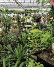 Grüner Holländer Berlin Bild 5