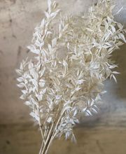 NATURA - FIORI SECCHI PAPA immagine 2