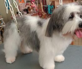 Lady Chiens image 18