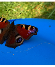 Fa. Heymann Destilliertes Wasser Bild 1