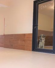 Felidog Sarl image 7