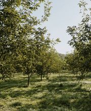 Les Vergers de Pialard image 1