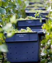 Champagne Gruet image 2