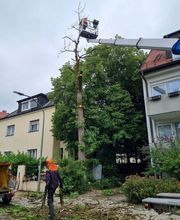 Urban Münchner Baumpflege GmbH Bild 20
