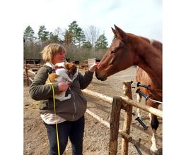 Hundeschule Mosig Bild 4